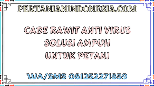 Cabe Rawit Anti Virus Solusi Ampuh Untuk Petani